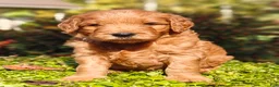 Goldendoodle dogs for sale: Rocky - Ad 2