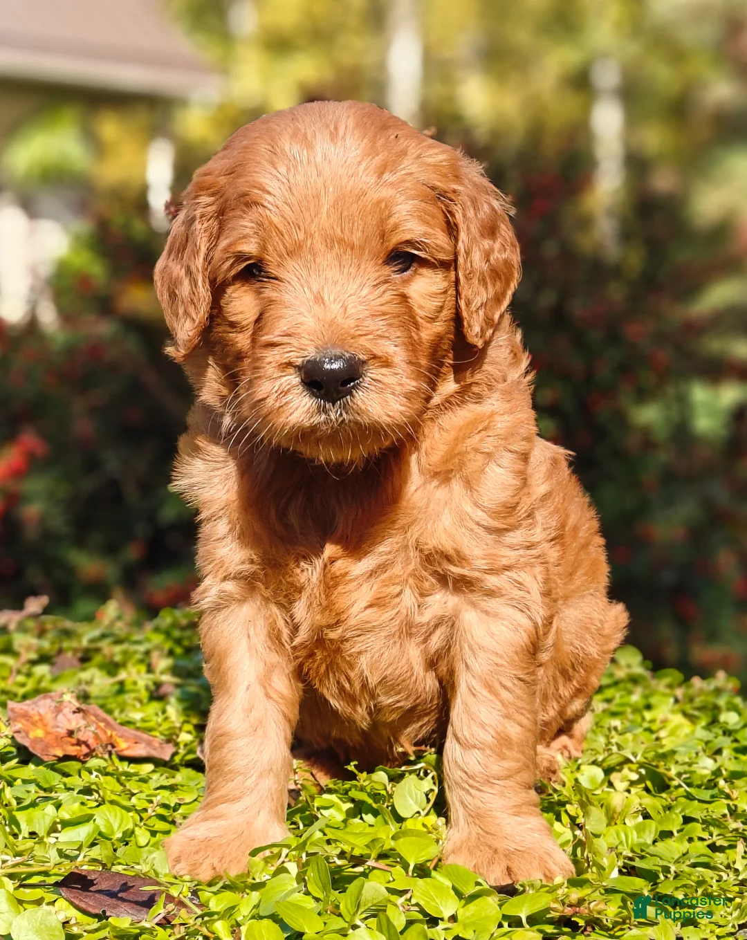 Goldendoodle dogs for sale: Rocky - Ad 2