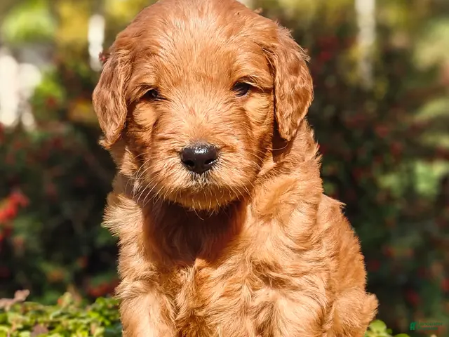 Goldendoodle dogs for sale: Rocky - Ad 2