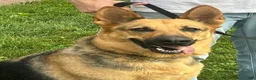 German Shepherd dogs for sale: Navy - Ad 12
