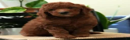 Mini Goldendoodle dogs for sale: Jasper - Ad 6
