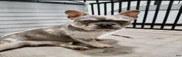 French Bulldog dogs for sale: 💙 ENZO New Shade • Beautiful Eyes 👀✨ - Ad 5