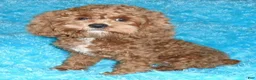 Cockapoo dogs for sale: Charlie - Ad 8