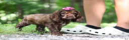 Cocker Spaniel dogs for sale: Thea - Ad 4
