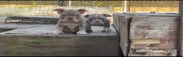 American Bully dogs for sale: Krillin - Ad 23