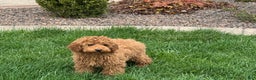 Cockapoo dogs for sale: Terry - Ad 2