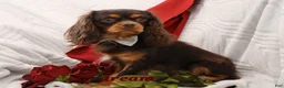 Mixed Breed dogs for sale: Wynn - Ad 6