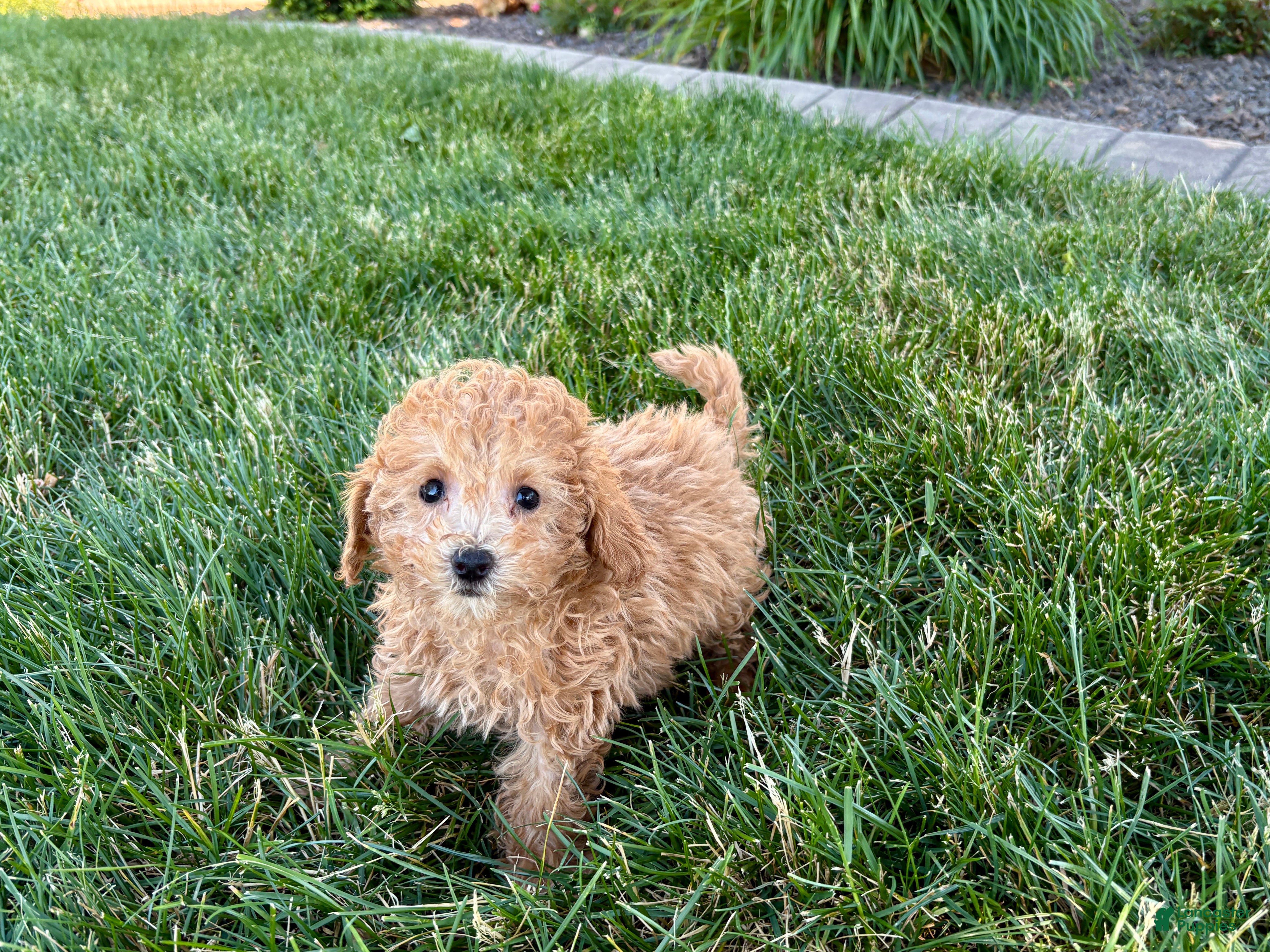Maltipoo dogs for sale: Snickers  - Ad 10