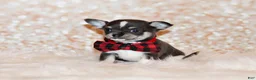 Chihuahua dogs for sale: Oscar - Ad 5
