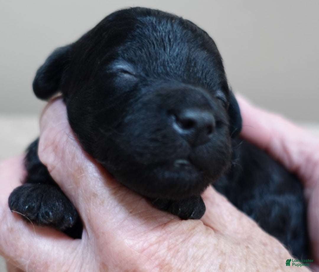 Toy Poodle dogs for sale: Benny - Ad 6