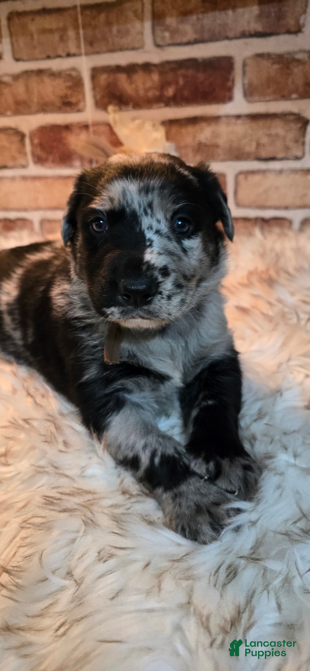 Mixed Breed dogs for sale: Atlas - Ad 8