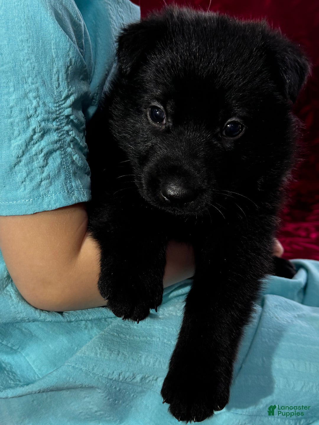 German Shepherd dogs for sale: Durango - Ad 10