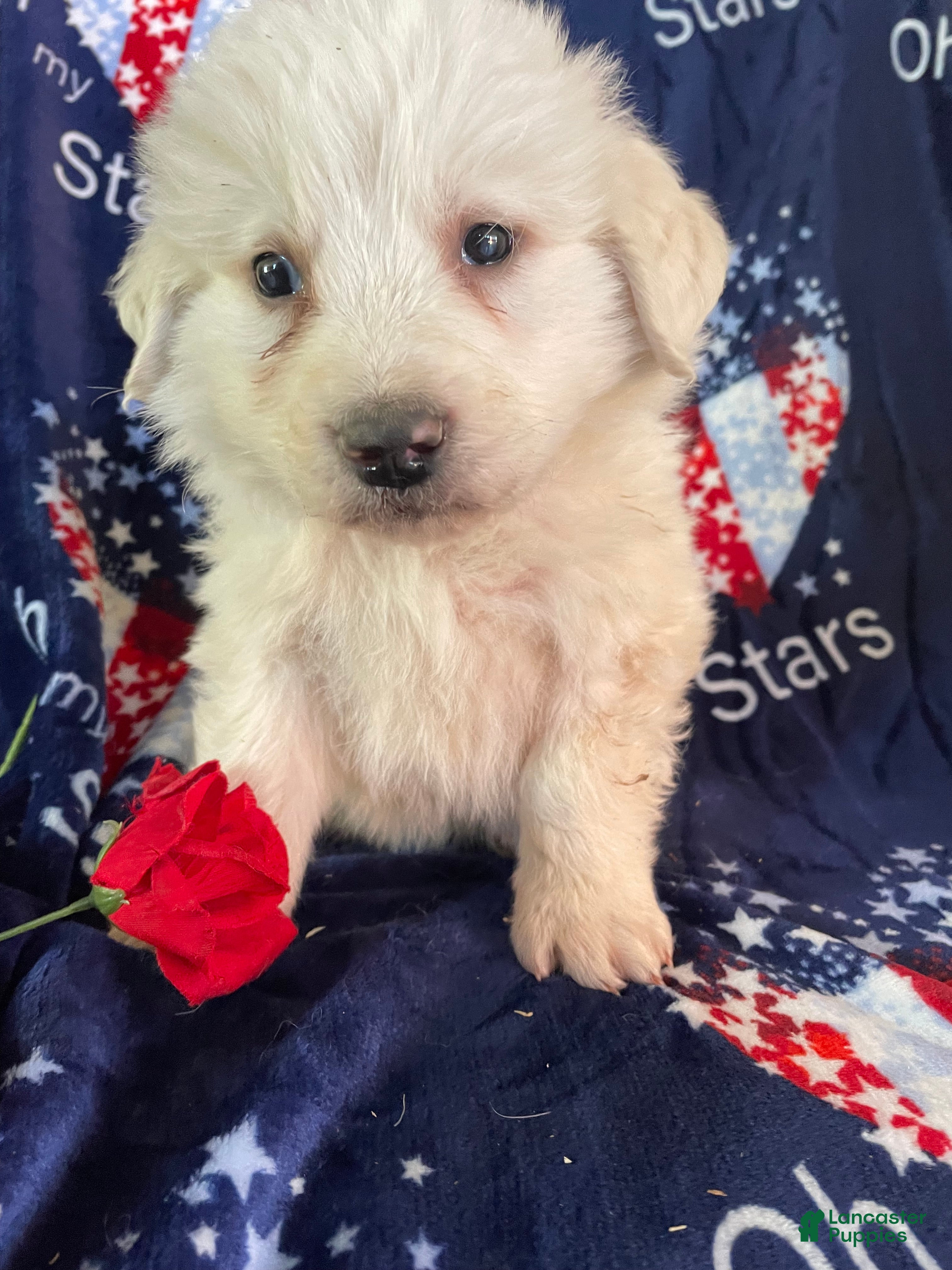 Great Pyrenees dogs Moose - Ad 10