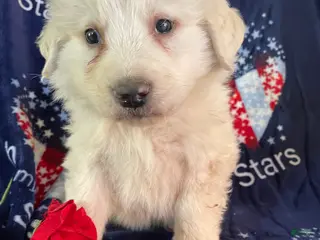 Great Pyrenees dogs Moose - Ad 10
