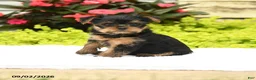 Yorkshire Terrier dogs for sale: Julio - Ad 5