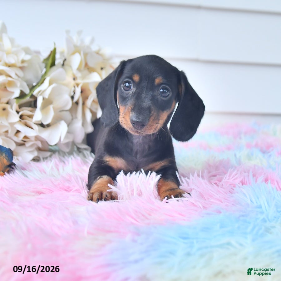 Miniature Dachshund dogs for sale: Fita - Ad 2