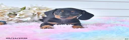 Miniature Dachshund dogs for sale: Fita - Ad 1