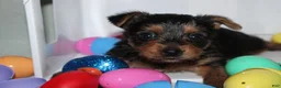 Yorkshire Terrier dogs for sale: Little  - Ad 1