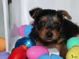 Yorkshire Terrier dogs Little - Ad 29