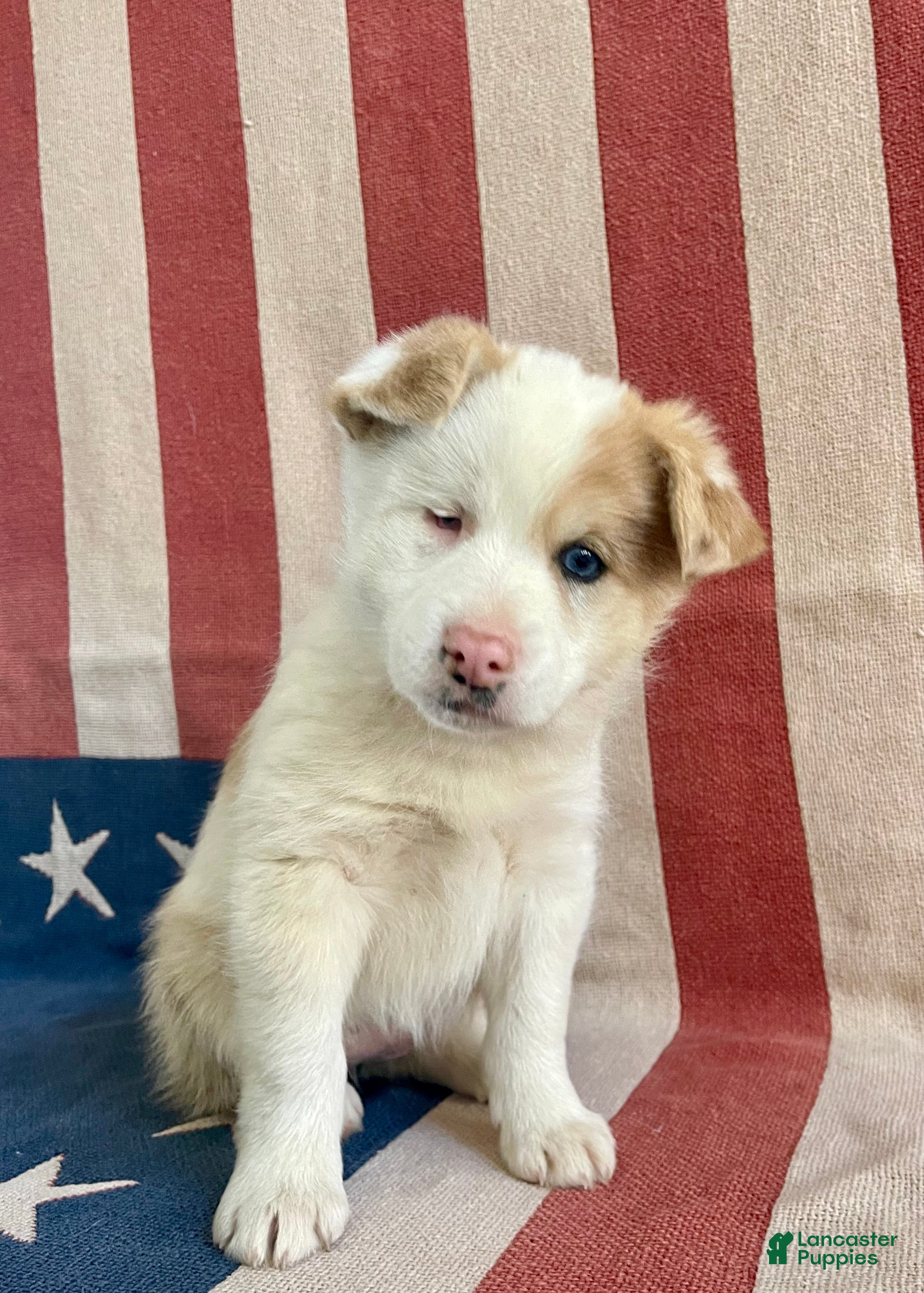 Pomsky dogs Cookie - Ad 2