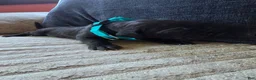 Mixed Breed dogs for sale: Blue - Ad 10