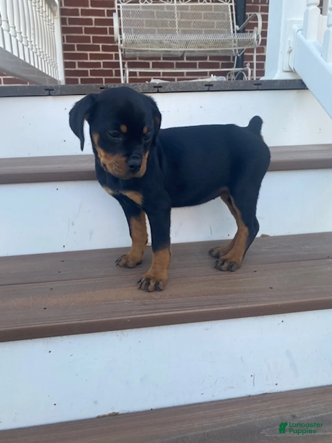 Rottweiler dogs for sale: Violet- miniature - Ad 4