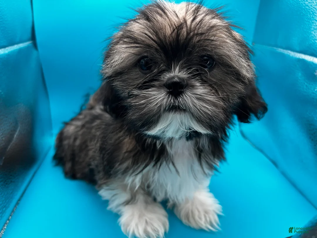 Gallery Image {{count}}