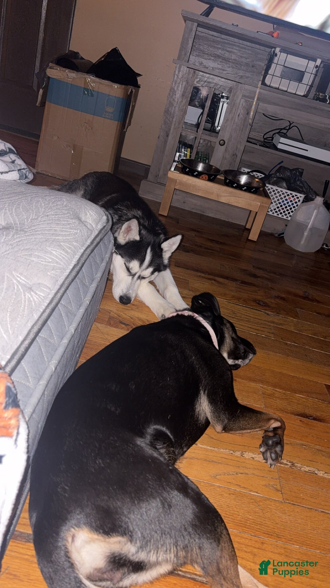 Alaskan Husky dogs for sale: Alaskan Husky Puppy 1 - Ad 2