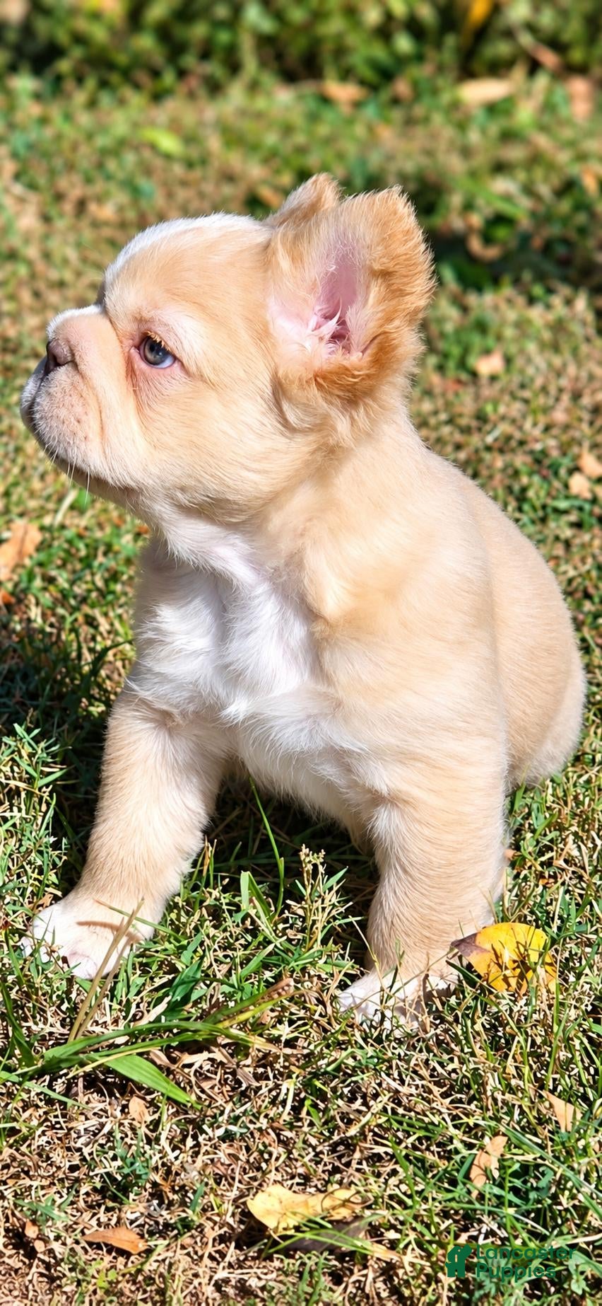 French Bulldog dogs Mello - Ad 2