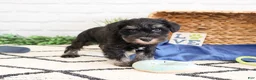 Miniature Schnauzer dogs for sale: Louie  - Ad 2