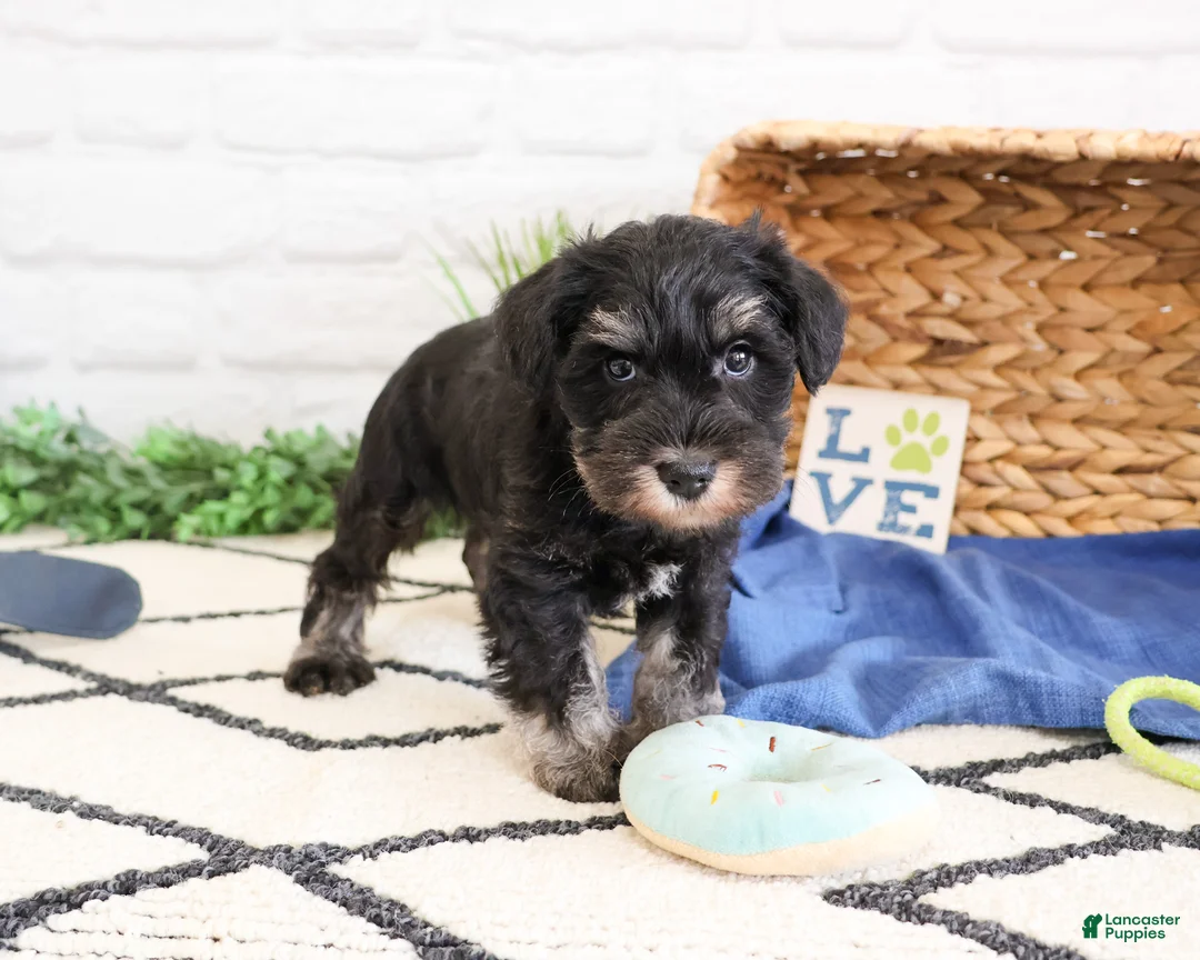 Miniature Schnauzer dogs for sale: Louie  - Ad 2