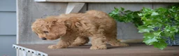 Mini Goldendoodle dogs for sale: Bentley - Ad 5