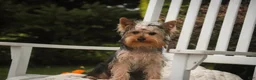 Yorkshire Terrier dogs for sale: Lucy - Ad 7