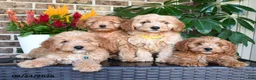 Miniature Golden Retriever dogs for sale: Murphy (leash trained)  - Ad 6