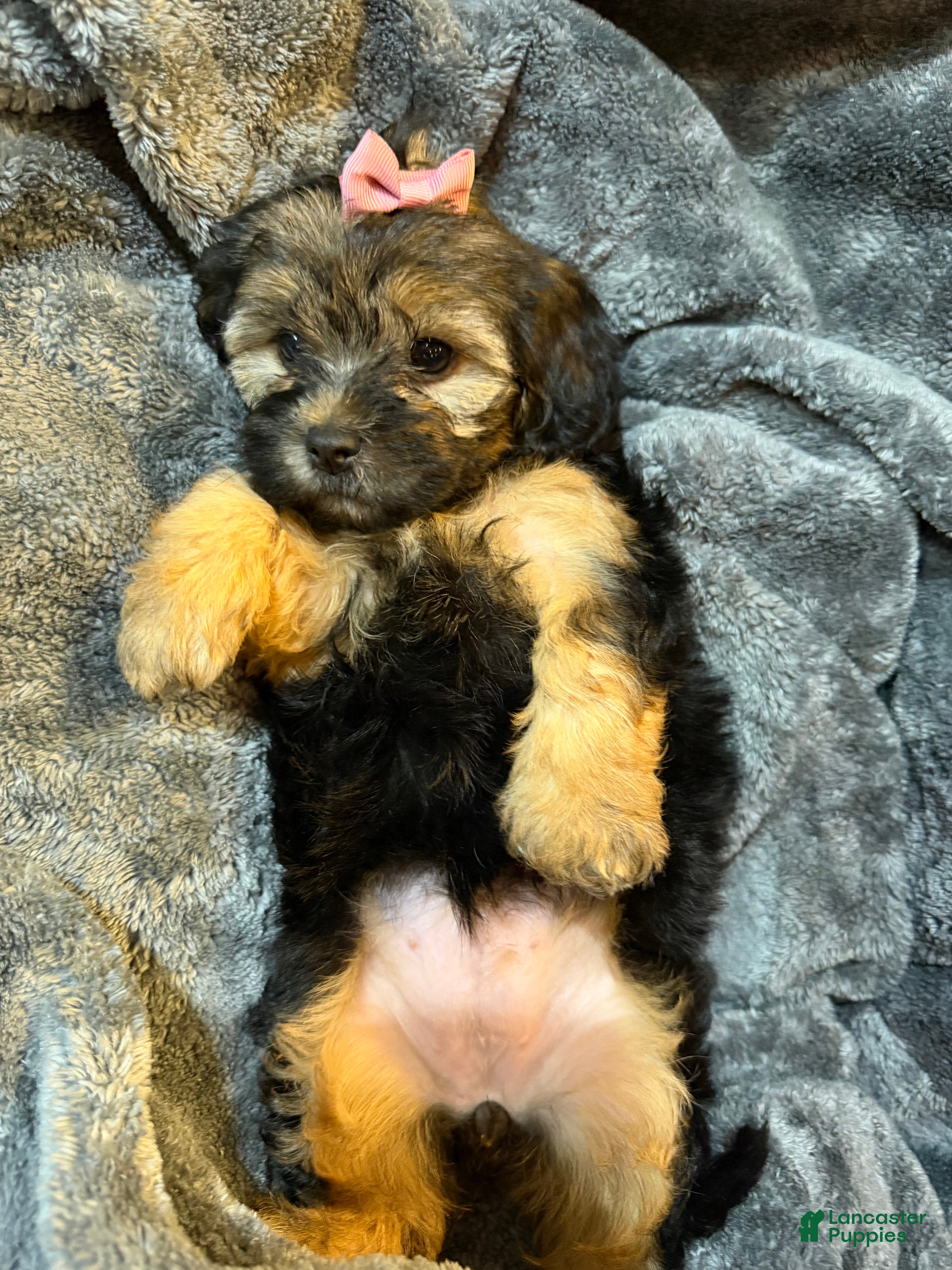 Mixed Breed dogs Pepper  - Ad 1