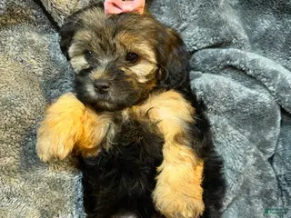 Mixed Breed dogs for sale: Pepper - Ad 1