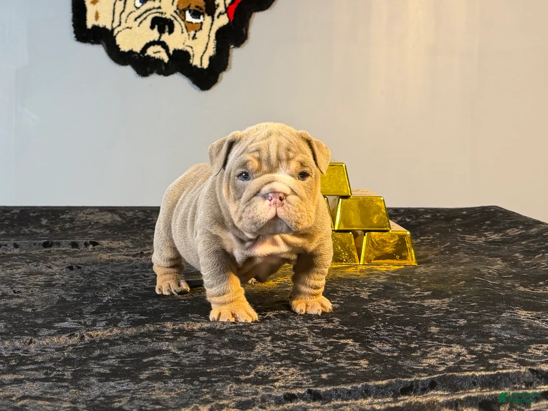 English Bulldog dogs for sale: English Bulldog Puppy 2 - Ad 4