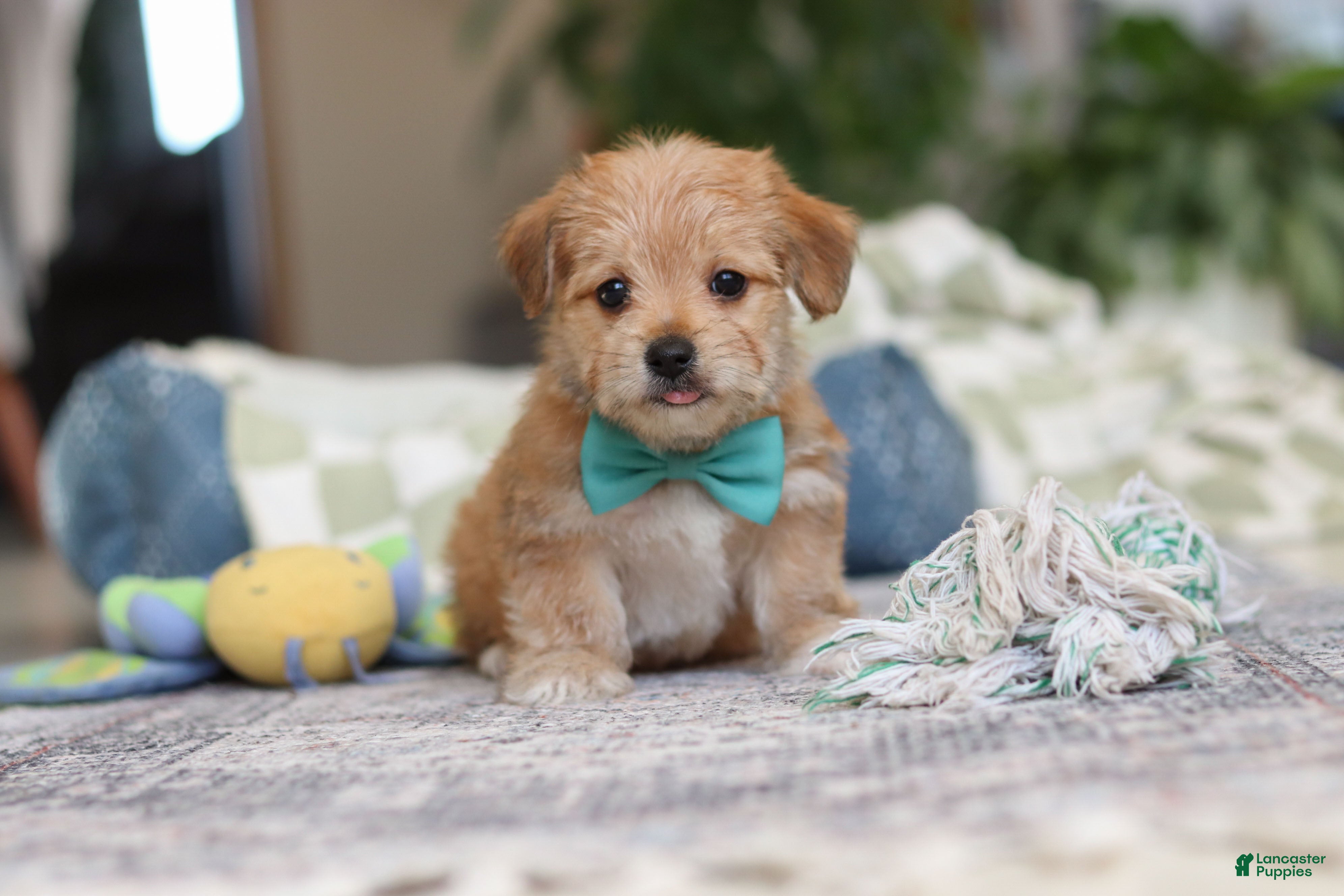 Morkie dogs Rory - Ad 30