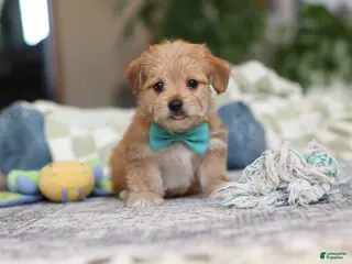 Morkie dogs Rory - Ad 30