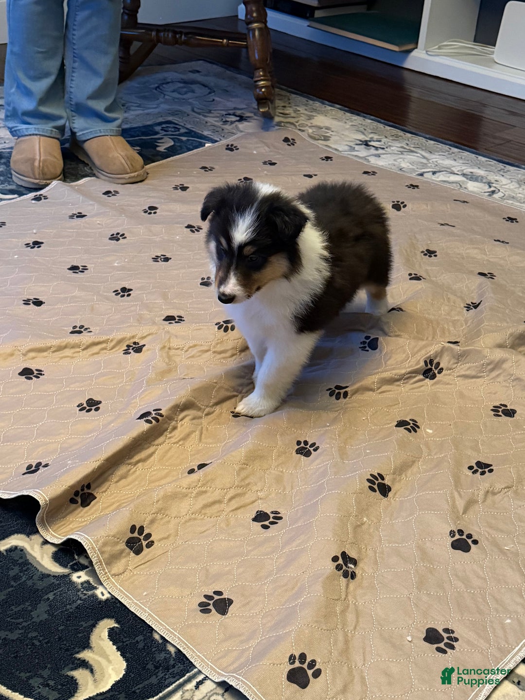 Collie dogs for sale: Collie Puppy 7 - Ad 12
