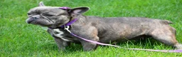 French Bulldog dogs for sale: Joey - Ad 7