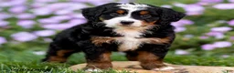 Mini Bernedoodle dogs for sale: Gigi - Ad 2