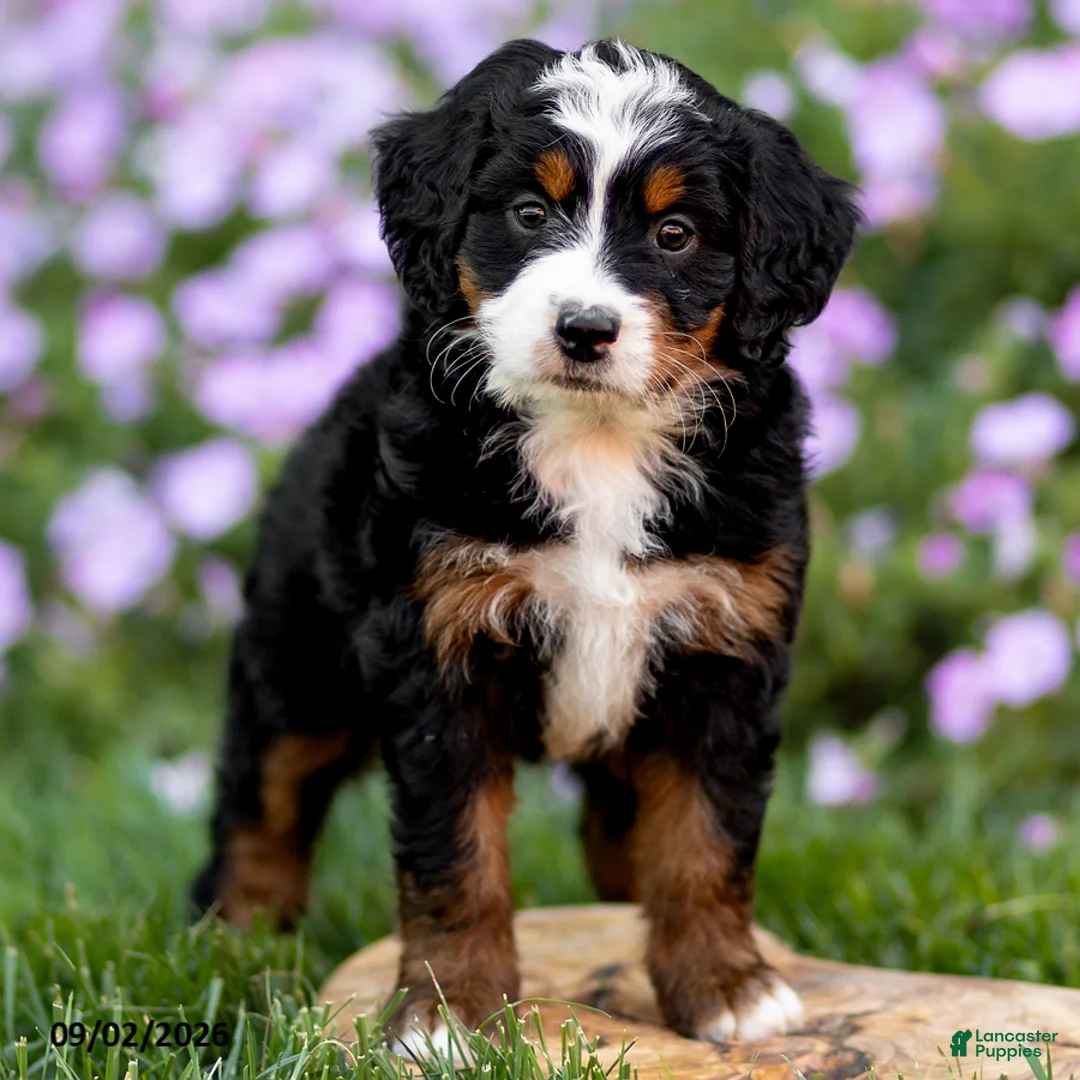 Mini Bernedoodle dogs for sale: Gigi - Ad 2