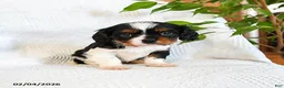 Mixed Breed dogs for sale: Macchiato - Ad 3