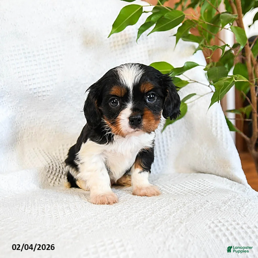 Mixed Breed dogs for sale: Macchiato - Ad 3