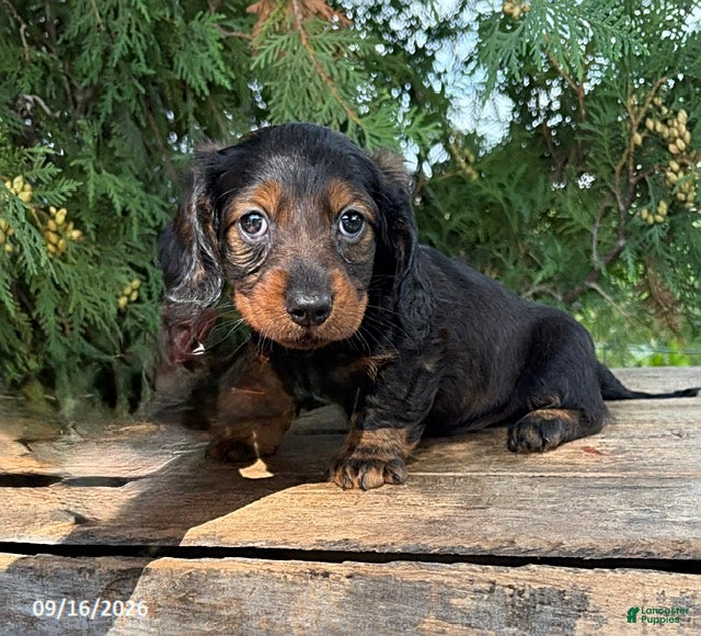 Miniature Dachshund dogs Dominic - Ad 1
