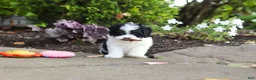 Cavapoo dogs for sale: Lacey - Ad 9