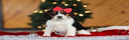 Beagle dogs for sale: Violet  - Ad 2