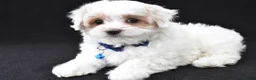Maltipoo dogs for sale: Abel - Ad 1
