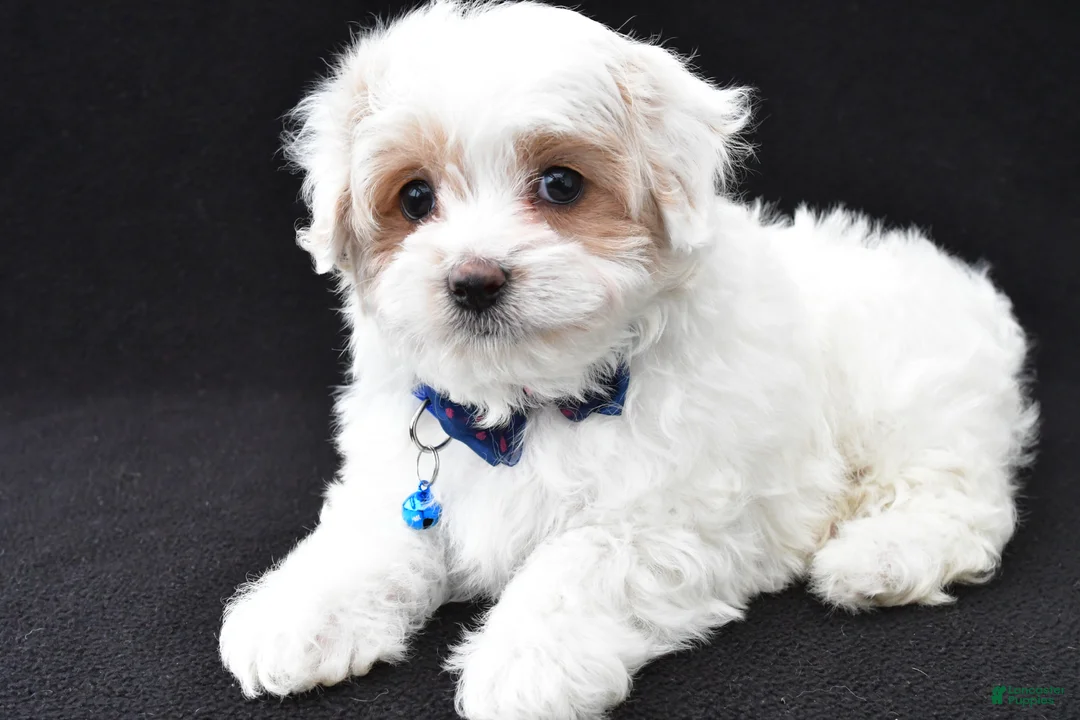 Maltipoo dogs for sale: Abel - Ad 1